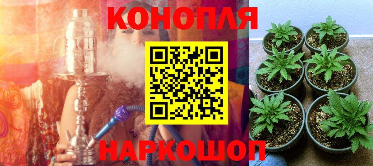 Конопля планчик  Канабис сатива  Вход с VPN  Киселёвск 